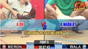 Trận 5 CPC2 13/06/2026 - Gà Điều Anh Bình Hiệp Đá Cựa Đâm Quá Hiểm