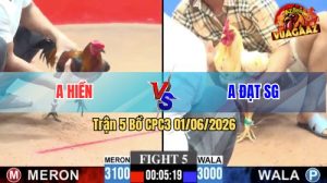 Trận 5 CPC3 01/06/2026 - Gà Bướm Anh Đạt Đá 1 Cây Cựa Chí Mạng