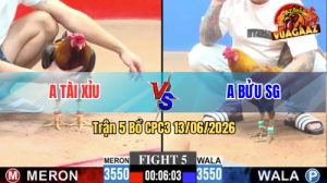 Trận 5 CPC3 13/06/2026 - Gà Điều Anh Tài Xỉu Đá Siết Quá Tốc Độ