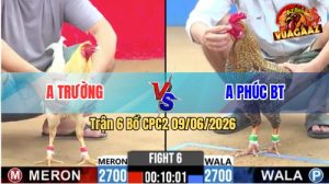 Trận 6 CPC2 09/06/2026 - Gà Cú Anh Phúc Đá Cựa Đâm Như Sát Thủ