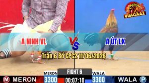 Trận 6 CPC2 11/06/2026 - Gà Điều Anh Út Đá Đòn Cựa Quá Hiểm Hóc