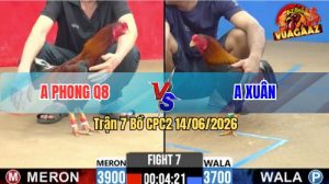 Trận 6 CPC2 14/06/2026 - Gà Anh Xuân Đã Lì Đòn Còn Canh Chặn Tốt