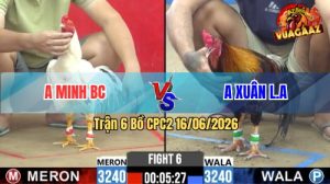 Trận 6 CPC2 16/06/2026 – Gà Bướm Anh Minh Toàn Canh Đá Mu Lưng