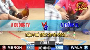 Trận 6 CPC2 29/06/2026 – Gà Anh Thắng Vĩnh Long Cứ Nhấc Chân Là Có Cựa