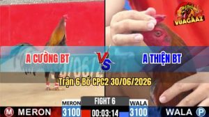 Trận 6 CPC2 30/06/2026 – Gà Anh Cường Canh Đá 1 Cây Ngay Đầu Cần