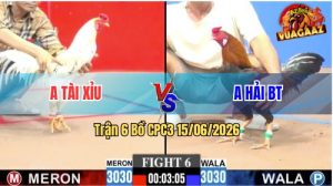 Trận 6 CPC3 15/06/2026 – Gà Điều Anh Hải Đá 1 Cặp Lụm Tiền Nhanh Gọn
