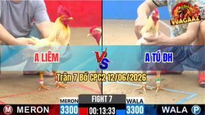 Trận 7 CPC2 12/06/2026 - Gà Anh Liêm Đá Đòn Cựa Như Búa Bổ