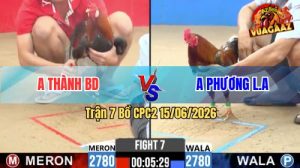 Trận 7 CPC2 15/06/2026 – Gà Anh Phương Khiến Đối Thủ Quay Đầu Chạy