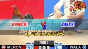 Trận 7 CPC2 30/06/2026 – Gà Điều Anh Phúc Đá Trong Vòng 3 Nốt Nhạc