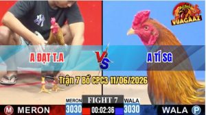 Trận 7 CPC3 11/06/2026 - Gà Cú Anh Đạt Tân An Có Pha Lật Kèo Hay