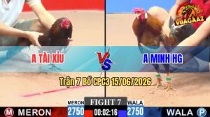Trận 7 CPC3 15/06/2026 – Gà Que Anh Tài Xỉu Đá Cựa Đâm Như Chỉa