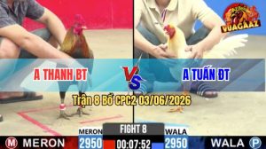 Trận 8 CPC2 03/06/2026 - Gà Anh Thanh Bến Tre Có Chân Cựa Quyết Định