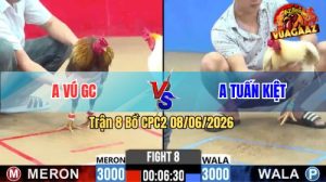 Trận 8 CPC2 08/06/2026 - Gà Xám Anh Vú Đá Chân Cựa Quá Nghiệt