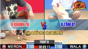 Trận 8 CPC2 10/06/2026 - Gà Điều Anh Khánh Đá Đúng 3 Chân Lụm Tiền