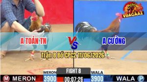 Trận 8 CPC2 11/06/2026 - Gà Cú Anh Toàn Đá Cựa Đâm Như Cái Máy