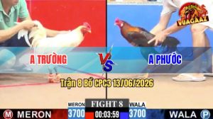 Trận 8 CPC3 13/06/2026 - Gà Điều Anh Phước Có Chân Cựa Dứt Điểm