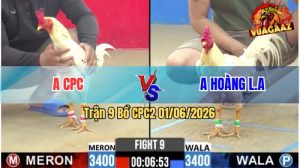 Trận 9 CPC2 01/06/2026 - Gà Úa Anh Hoàng Đá Đòn Cựa Như Búa Bổ