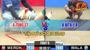 Trận 9 CPC2 08/06/2026 - Gà Điều Anh Bita Đá Chân Cựa Quá Đau