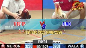 Trận 9 CPC2 14/06/2026 - Gà Điều Anh Tư TP Siết Cựa Quá Hay