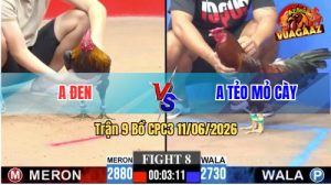 Trận 9 CPC3 11/06/2026 - Gà Anh Đen Đơ Mình Nhưng Vẫn Phản Được