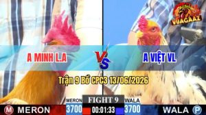 Trận 9 CPC3 13/06/2026 - Gà Má Minh Khiến Đối Thủ Sợ Bay Khỏi Bồ