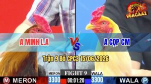 Trận 9 CPC3 15/06/2026 – Gà Điều Má Minh Đá Cựa Đâm Như Giang Hồ