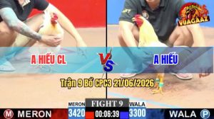Trận 9 CPC3 21/06/2026 – Gà Anh Hiếu Đá Đòn Cựa Quá Hiểm Hóc
