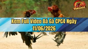 Xem Full Video Đá Gà CPC4 Ngày 11/06/2026