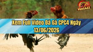 Xem Full Video Đá Gà CPC4 Ngày 13/06/2026