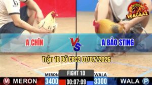 Trận 10 CPC2 01/07/2026 – Gà Cú Anh Bảo Sting Đá Đúng 1 Tay Nước