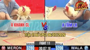 Trận 11 CPC2 06/07/2026 – Gà Anh Tâm LA Đá Đòn Cựa Như Búa Bổ