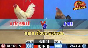 Trận 11 CPC2 15/07/2026 – Gà Điều Cọp Của Idol Tải Cựa Quá Khủng