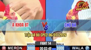 Trận 14 CPC2 06/07/2026 – Gà Úa Chú Ba Hạ Gãy Chân Gà Úa Anh Khoa
