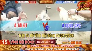 Trận 15 Vĩnh Hội Đông 15/07/2026 – Gà Anh Doul Đá Cựa Đâm Như Chỉa