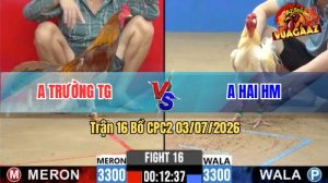 Trận 16 CPC2 03/07/2026 – Gà Bướm Anh Hai Đá Quá Đau, Đỏ Bỏ Chạy