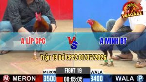 Trận 19 CPC2 01/07/2026 – Gà ĐIều Anh Minh Đá Đâm Thấy Nóng Lạnh