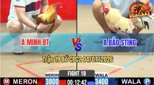 Trận 19 CPC2 04/07/2026 – Gà Bướm Anh Bảo Sting Có Pha Lật Kèo Hay