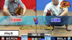 Trận 22 CPC2 07/07/2026 – Gà Xám Anh Quang Đá Đòn Cựa Như Búa Bổ