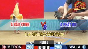 Trận 3 CPC2 22/07/2026 – Gà Cú Idol Bảo Sting Đá Cựa Đâm Như Cái Máy