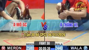 Trận 30 CPC2 06/07/2026 – Gà Điều Anh Mỏ Đá Đúng 1 Chân Lụm Tiền