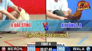Trận 4 CPC2 04/07/2026 – Idol Bảo Sting Thể Hiện Tài Nghệ Nài Gà