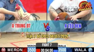 Trận 7 CPC2 04/07/2026 – Gà Điều Anh Tèo Đen Có Chân Cựa Quá Nghiệt