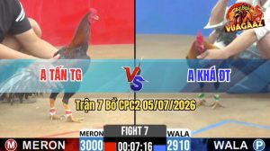 Trận 7 CPC2 05/07/2026 – Gà Điều Anh Khá Canh Đúng 1 Cựa Lụm Tiền