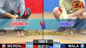 Trận 9 CPC2 06/07/2026 – Gà Anh Vương Đá Đòn Cựa Như Súng Bắn
