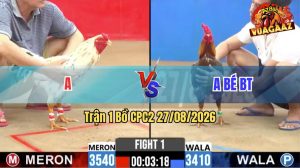 Trận 1 CPC2 27/08/2026 – Gà Xám Cọp Anh Bé Mở Màn Quá Thuận Lợi