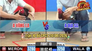 Trận 10 CPC2 24/08/2026 – Gà Anh Vàng Đá Canh Chặn Khôn Như Người