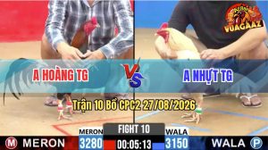 Trận 10 CPC2 27/08/2026 – Gà Điều Anh Hoàng Đá Toàn Đâm Cựa Mu Lưng