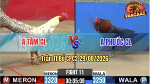Trận 11 CPC2 29/08/2026 – Gà Bướm Anh Tâm Gồng Gánh Cứu Chủ Quá Hay