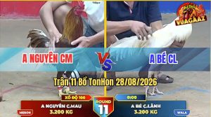Trận 11 Tonhon 28/08/2026 – Anh Bé Tung Gà Úa Vào Đá Siết Quá Tốc Độ