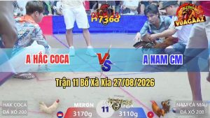Trận 11 Xà Xía 27/08/2026 – Gà Khét Anh Nam Đá Bươi Chà Như Cái Máy